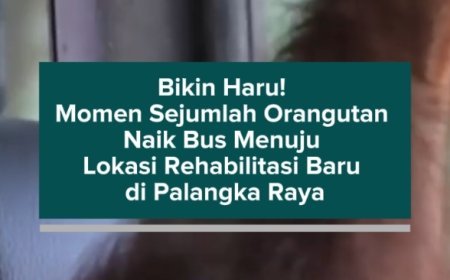 Bikin Haru! Momen Sejumlah Orangutan Naik Bus Menuju Lokasi Rehabilitasi Baru di Palangka Raya