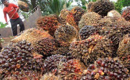 Imbas Harga TBS Anjlok Rp12 T Pasca-Wacana Ekspor Satu Pintu, APKASINDO Minta Perlindungan Presiden
