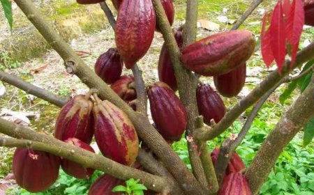 Krisis Bahan Baku, Berau Baru Mampu Penuhi 5% dari Total Permintaan Kakao Tahunan
