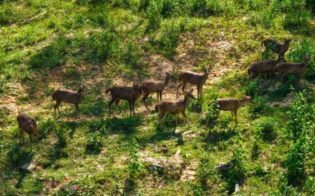 Kawasan Seluas 621 Hektar IKN Disediakan untuk Habitat Satwa Liar