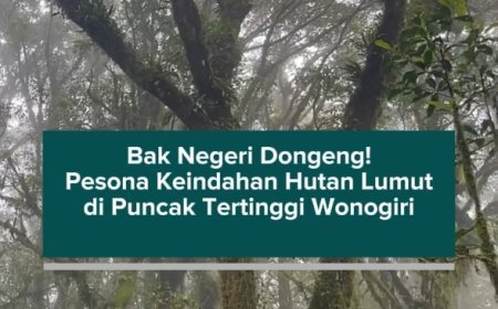 Bak Negeri Dongeng! Pesona Keindahan Hutan Lumut di Puncak Tertinggi Wonogiri