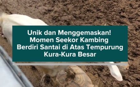 Unik dan Menggemaskan! Momen Seekor Kambing Berdiri Santai di Atas Tempurung Kura-Kura Besar