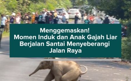 Menggemaskan! Momen Induk dan Anak Gajah Liar Berjalan Santai Menyeberangi Jalan Raya
