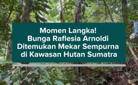 Momen Langka! Bunga Raflesia Arnoldi Ditemukan Mekar Sempurna di Kawasan Hutan Sumatra