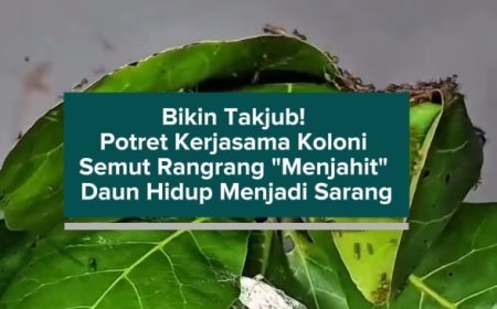 Bikin Takjub! Potret Kerjasama Koloni Semut Rangrang "Menjahit" Daun Hidup Menjadi Sarang