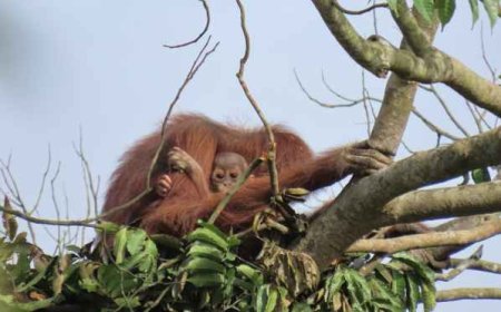BKSDA Kaltim  Luncurkan  Skema Baru Dalam Perlindungan Orangutan