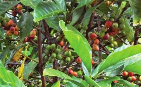 Disbun Berau Bidik Kopi Jadi Setara dengan Kakao Dalam Hal Produksi
