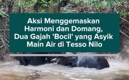 Aksi Menggemaskan Harmoni dan Domang, Dua Gajah 'Bocil' yang Asyik Main Air di Tesso Nilo
