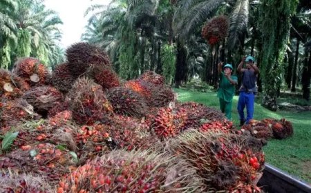 Harga Sawit Kaltim Turun, Disbun Dorong Kemitraan Pabrik untuk Putus Rantai Tengkulak