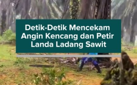 Detik-Detik Mencekam Angin Kencang dan Petir Landa Ladang Sawit
