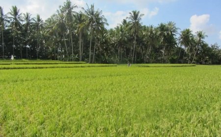 Kaltim Siapkan 13.000 Hektar Lahan Pertanian Berkelanjutan di 5 Kabupaten