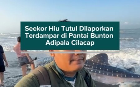 Seekor Hiu Tutul Dilaporkan Terdampar di Pantai Bunton Adipala Cilacap