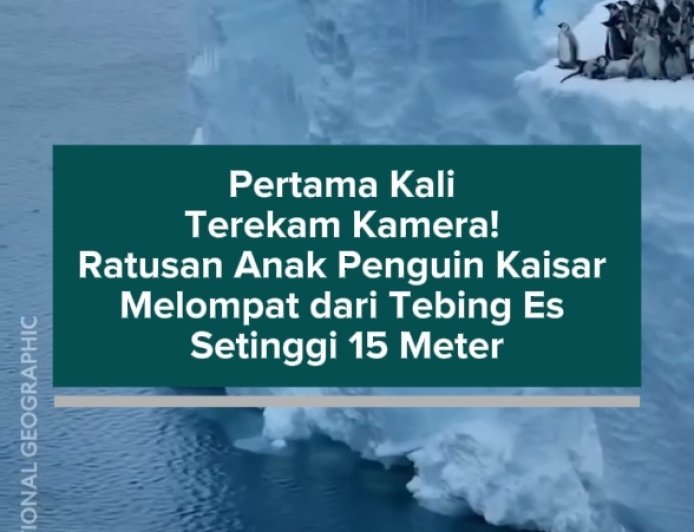 Pertama Kali Terekam Kamera! Ratusan Anak Penguin Kaisar Melompat dari Tebing Es Setinggi 15 Meter
