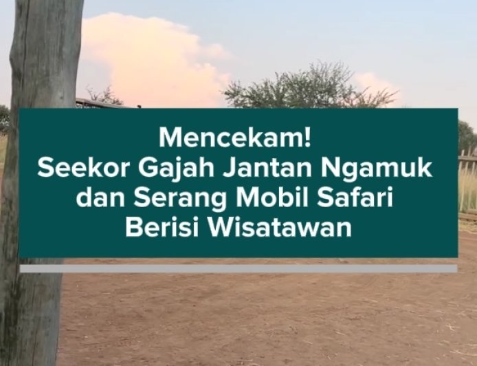 Mencekam! Seekor Gajah Jantan Ngamuk dan Serang Mobil Safari Berisi Wisatawan