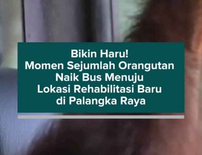 Bikin Haru! Momen Sejumlah Orangutan Naik Bus Menuju Lokasi Rehabilitasi Baru di Palangka Raya