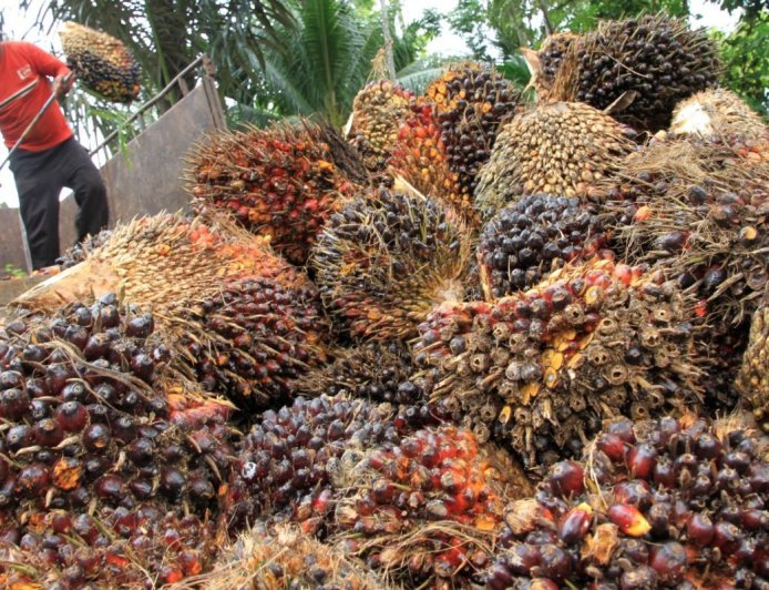 Imbas Harga TBS Anjlok Rp12 T Pasca-Wacana Ekspor Satu Pintu, APKASINDO Minta Perlindungan Presiden