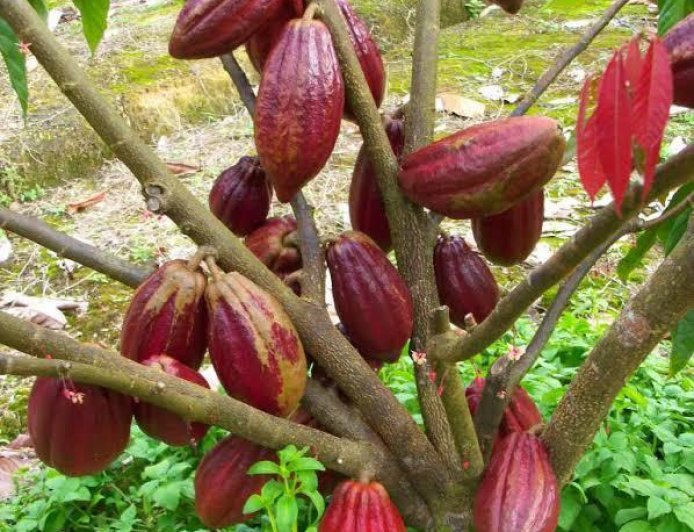 Krisis Bahan Baku, Berau Baru Mampu Penuhi 5% dari Total Permintaan Kakao Tahunan