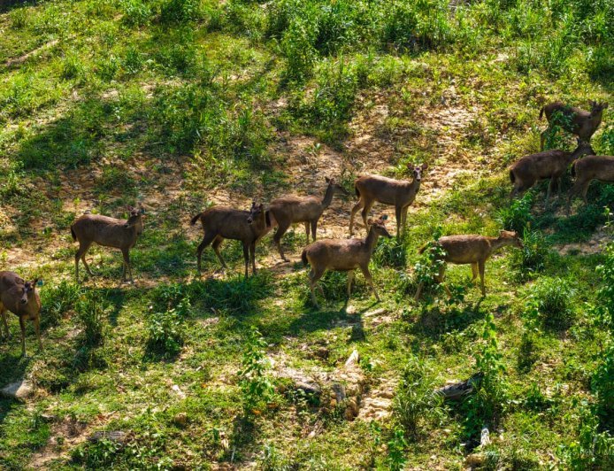 Kawasan Seluas 621 Hektar IKN Disediakan untuk Habitat Satwa Liar