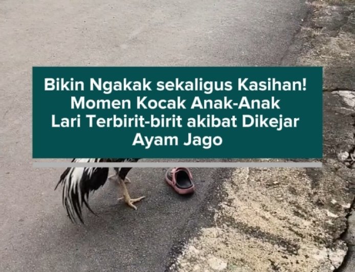Bikin Ngakak sekaligus Kasihan! Momen Kocak Anak-Anak Lari Terbirit-birit akibat Dikejar Ayam Jago