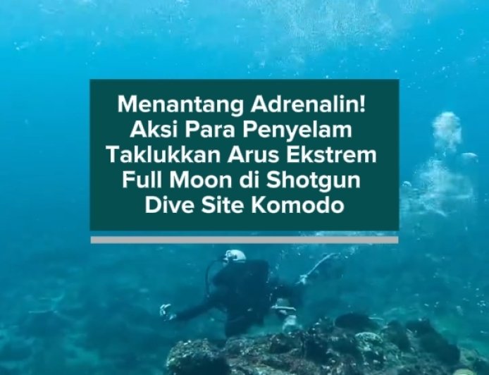 Menantang Adrenalin! Aksi Para Penyelam Taklukkan Arus Ekstrem Full Moon di Shotgun Dive Site Komodo