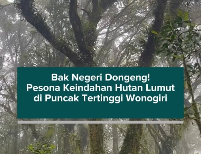 Bak Negeri Dongeng! Pesona Keindahan Hutan Lumut di Puncak Tertinggi Wonogiri