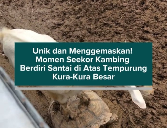 Unik dan Menggemaskan! Momen Seekor Kambing Berdiri Santai di Atas Tempurung Kura-Kura Besar