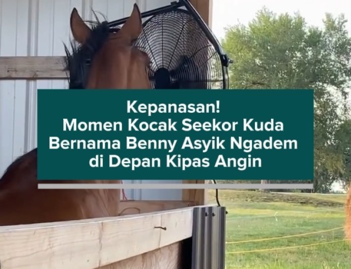 Kepanasan! Momen Kocak Seekor Kuda Bernama Benny Asyik Ngadem di Depan Kipas Angin