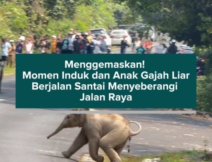 Menggemaskan! Momen Induk dan Anak Gajah Liar Berjalan Santai Menyeberangi Jalan Raya