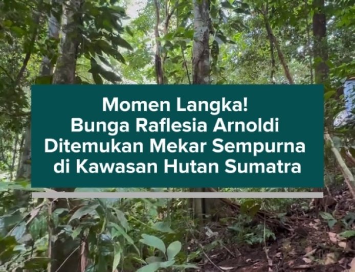 Momen Langka! Bunga Raflesia Arnoldi Ditemukan Mekar Sempurna di Kawasan Hutan Sumatra