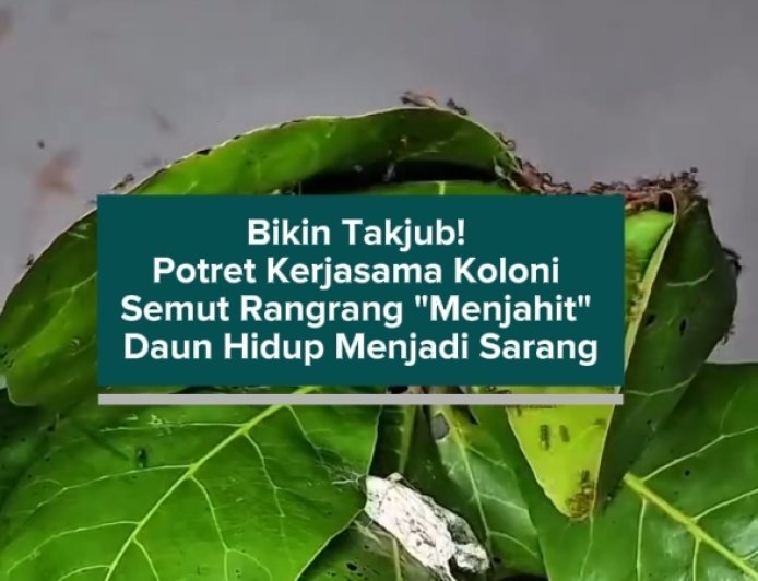 Bikin Takjub! Potret Kerjasama Koloni Semut Rangrang "Menjahit" Daun Hidup Menjadi Sarang