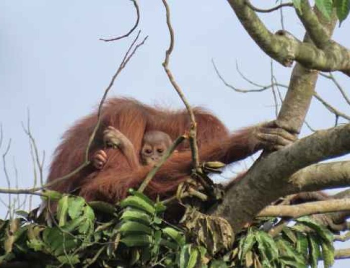 BKSDA Kaltim  Luncurkan  Skema Baru Dalam Perlindungan Orangutan