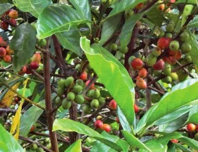 Disbun Berau Bidik Kopi Jadi Setara dengan Kakao Dalam Hal Produksi