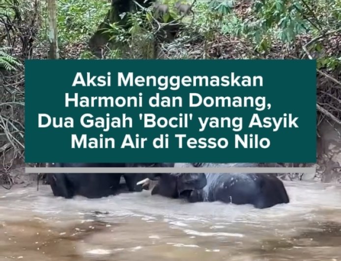 Aksi Menggemaskan Harmoni dan Domang, Dua Gajah 'Bocil' yang Asyik Main Air di Tesso Nilo