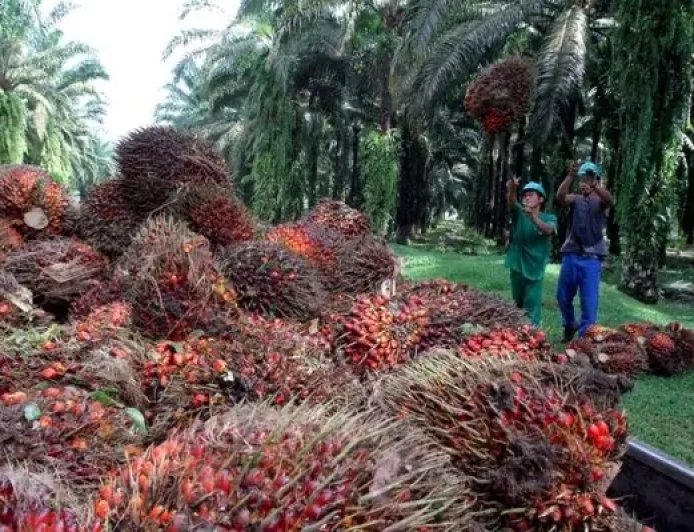 Harga Sawit Kaltim Turun, Disbun Dorong Kemitraan Pabrik untuk Putus Rantai Tengkulak