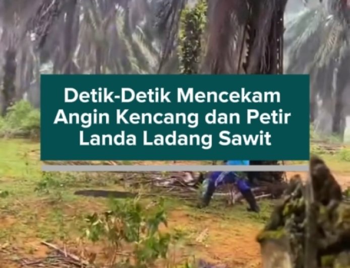 Detik-Detik Mencekam Angin Kencang dan Petir Landa Ladang Sawit