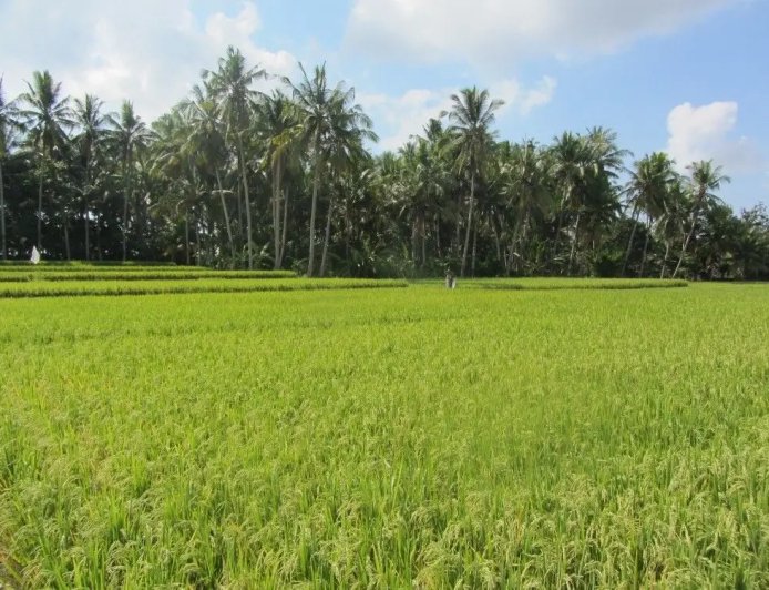 Kaltim Siapkan 13.000 Hektar Lahan Pertanian Berkelanjutan di 5 Kabupaten