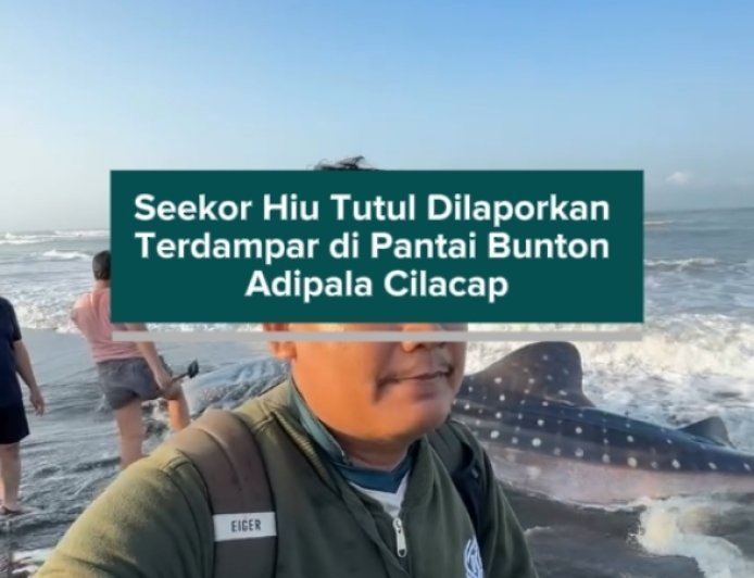 Seekor Hiu Tutul Dilaporkan Terdampar di Pantai Bunton Adipala Cilacap