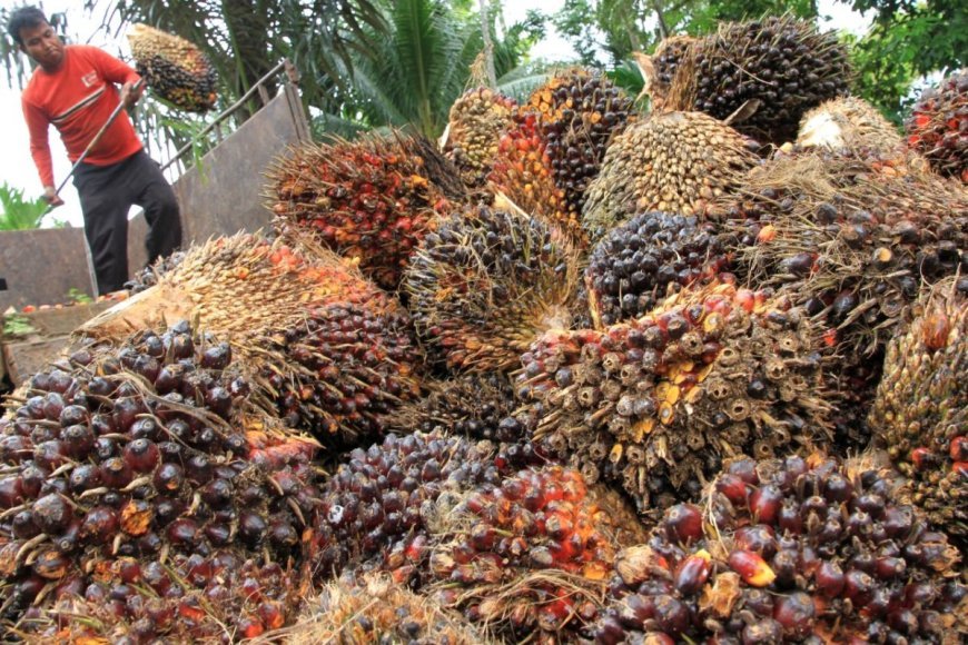 Imbas Harga TBS Anjlok Rp12 T Pasca-Wacana Ekspor Satu Pintu, APKASINDO Minta Perlindungan Presiden