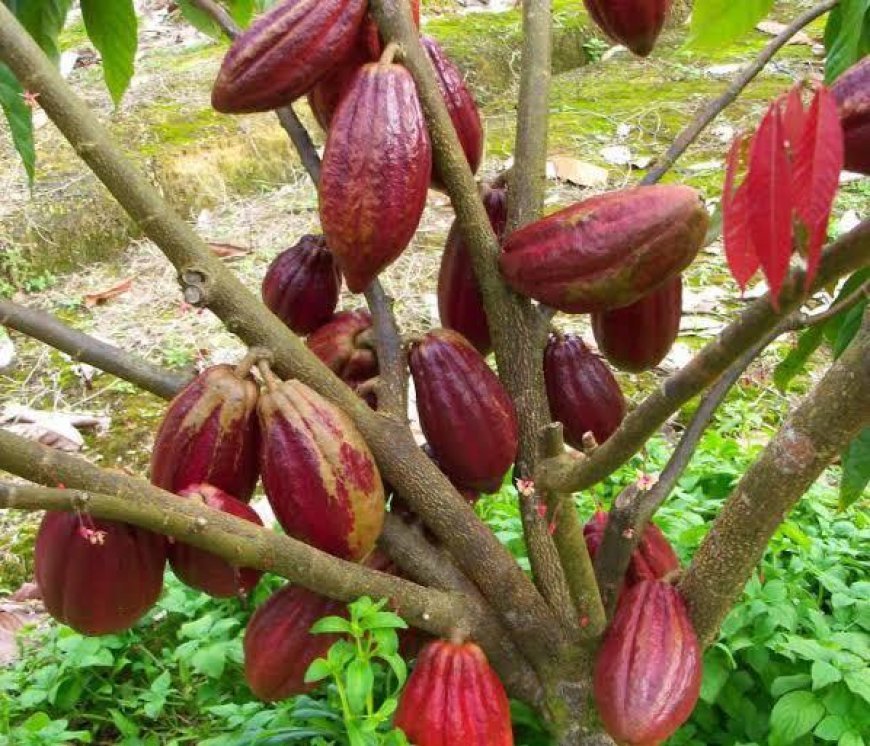 Krisis Bahan Baku, Berau Baru Mampu Penuhi 5% dari Total Permintaan Kakao Tahunan