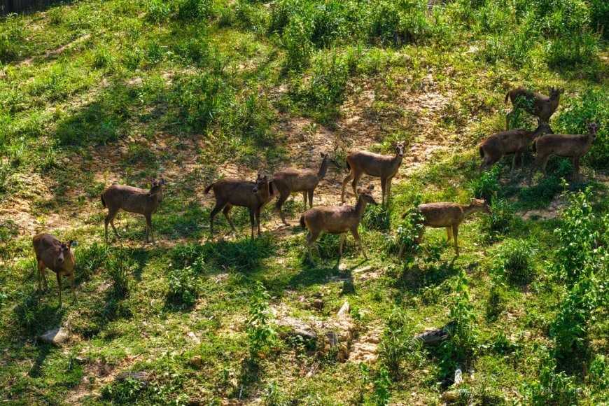 Kawasan Seluas 621 Hektar IKN Disediakan untuk Habitat Satwa Liar