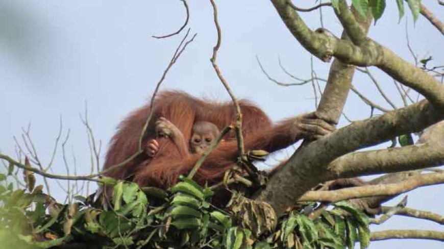 BKSDA Kaltim  Luncurkan  Skema Baru Dalam Perlindungan Orangutan