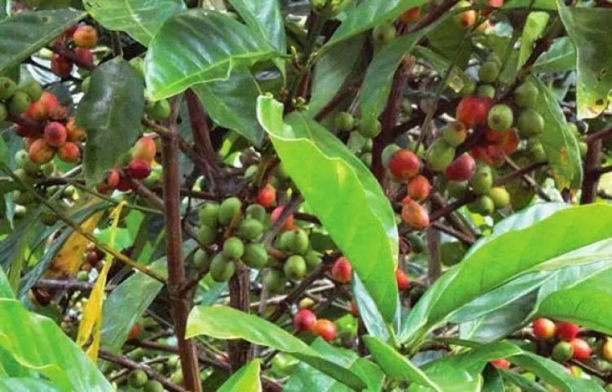 Disbun Berau Bidik Kopi Jadi Setara dengan Kakao Dalam Hal Produksi