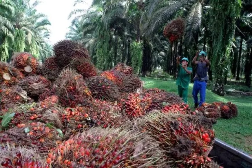 Harga Sawit Kaltim Turun, Disbun Dorong Kemitraan Pabrik untuk Putus Rantai Tengkulak