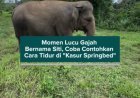 Momen Lucu Gajah Bernama Siti Coba Contohkan Cara Tidur di "Kasur Springbed"