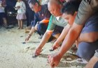 Wagub Kaltim: Konservasi Penyu Jadi Magnet Baru Wisata Kepulauan Derawan