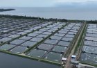 Tembus Rp173 Miliar, Udang Windu Kaltim Terbang Langsung ke China dan Malaysia