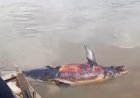 Sempat Viral di Sungai Mahakam, Mamalia Laut Sepanjang 2 Meter Ini Akhirnya Dievakuasi dalam Kondisi Tewas