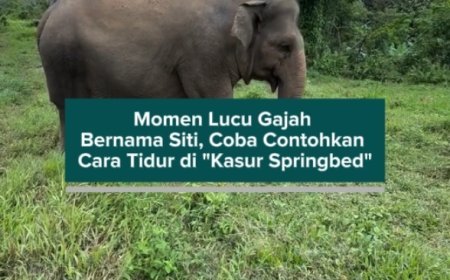 Momen Lucu Gajah Bernama Siti Coba Contohkan Cara Tidur di "Kasur Springbed"