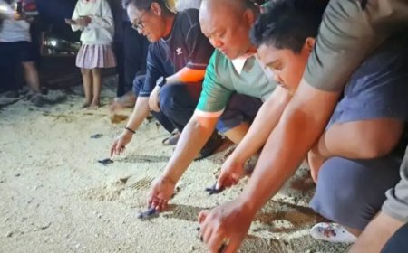 Wagub Kaltim: Konservasi Penyu Jadi Magnet Baru Wisata Kepulauan Derawan