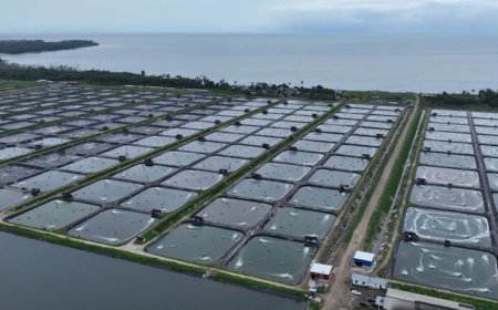 Tembus Rp173 Miliar, Udang Windu Kaltim Terbang Langsung ke China dan Malaysia